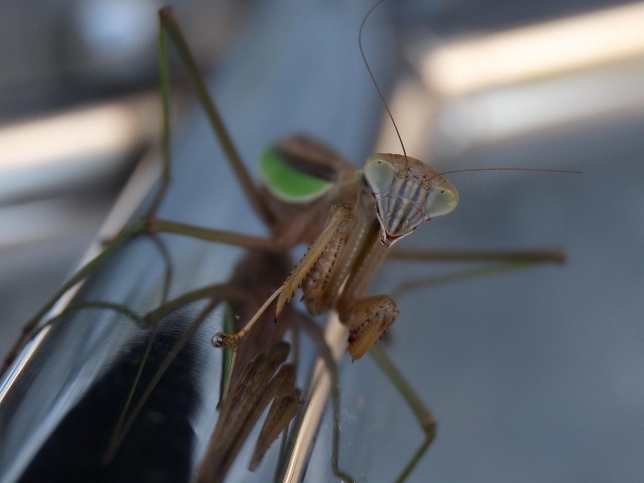 The Hidden Highways: How Insects Navigate Your Home (image credits: pixabay)