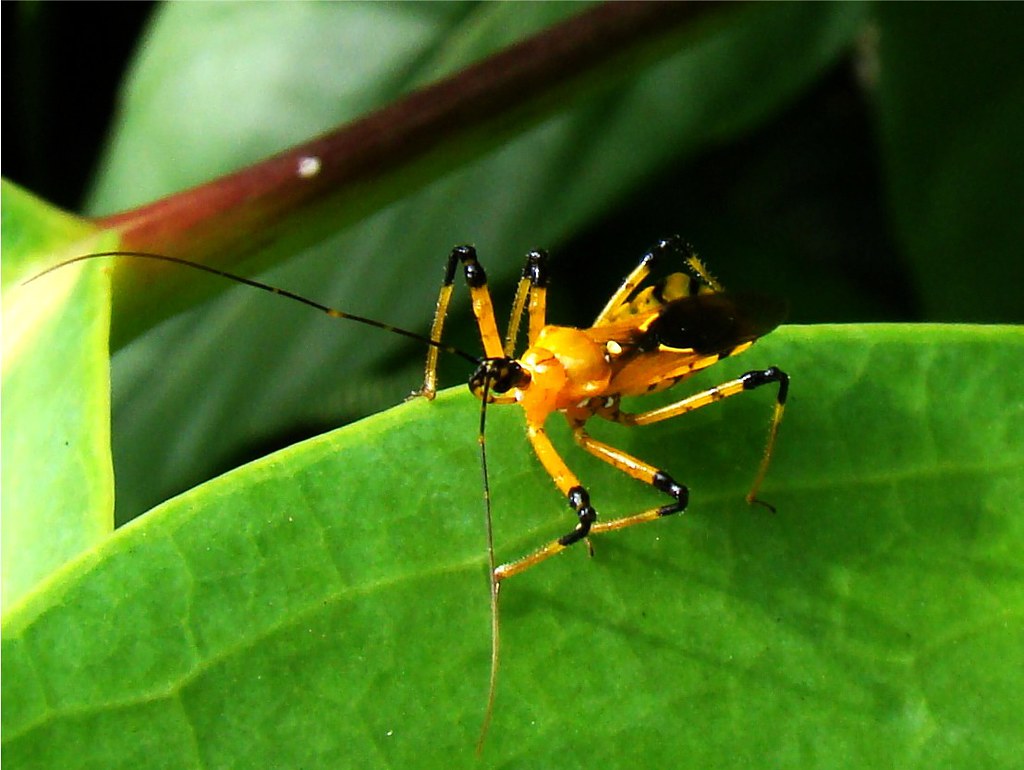 Masters of Disguise and Deception (image credits: flickr)