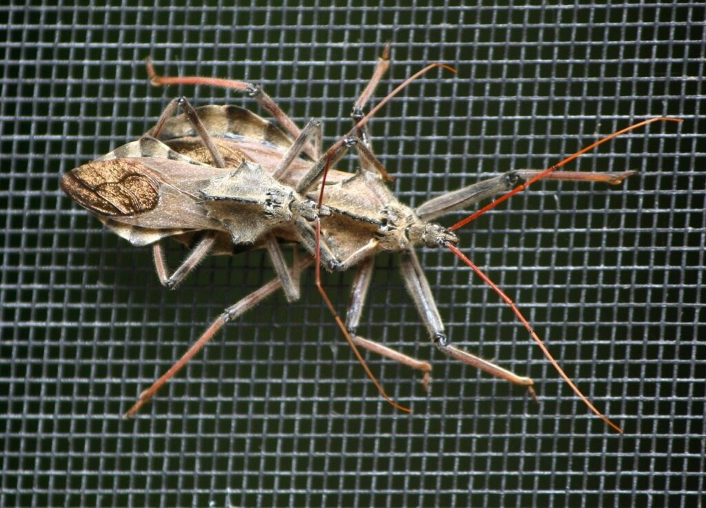 Assassin Bugs: The Stealth Killers of the Bug World
