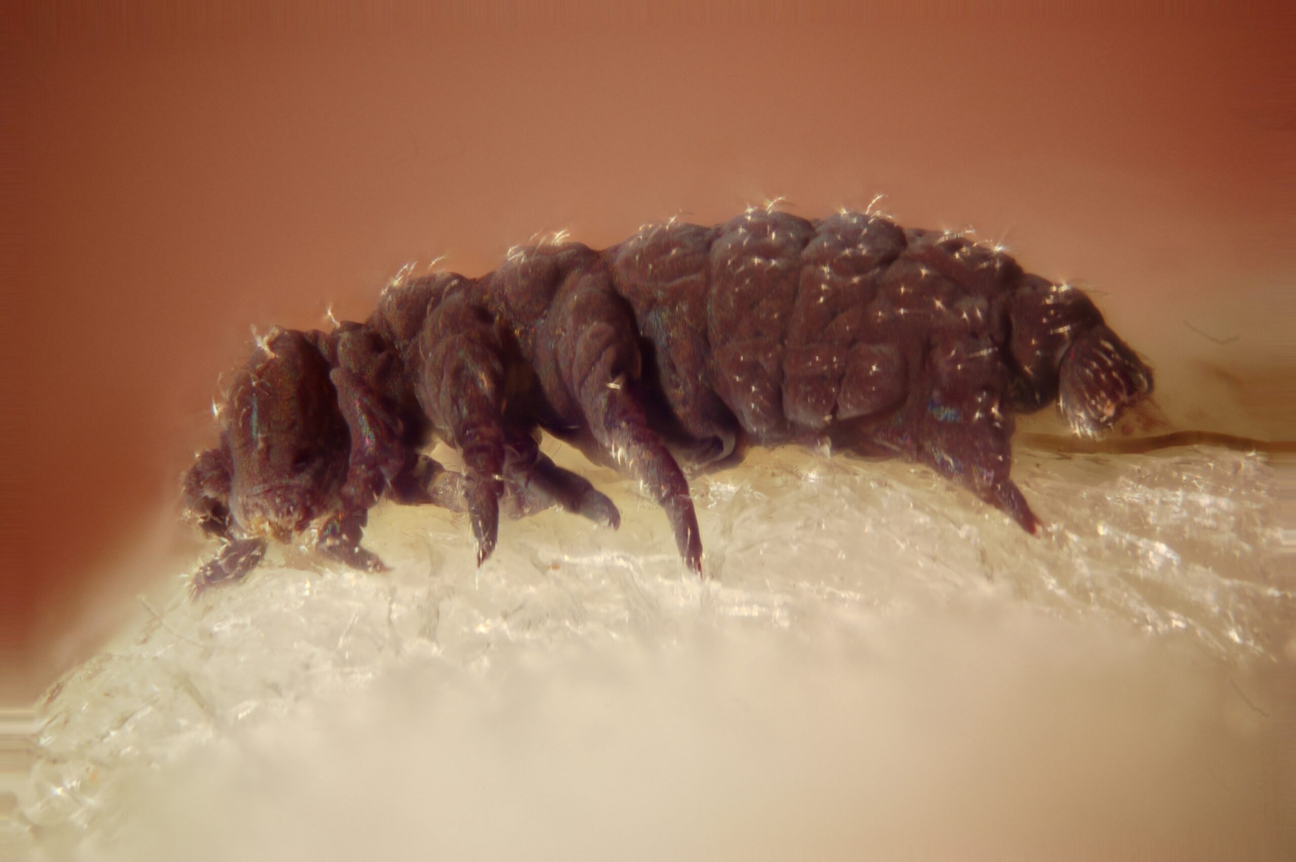 Tardigrades: The Indestructible Water Bears (image credits: wikimedia)
