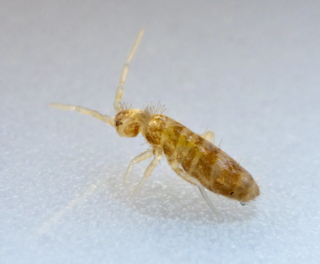 Springtails: The Acrobatic Soil Dwellers (image credits: flickr)