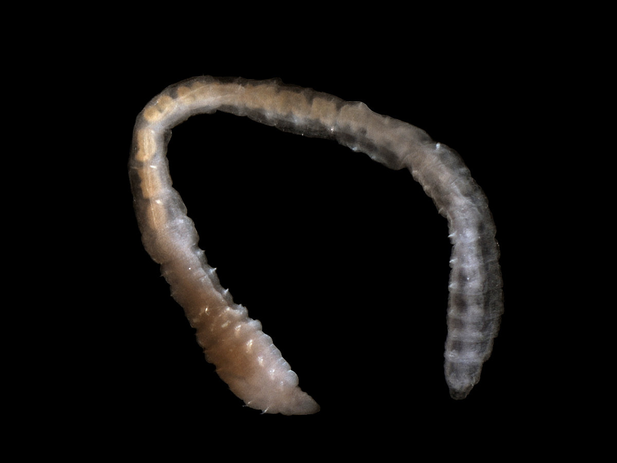 Nematodes: The Microscopic Worms (image credits: wikimedia)