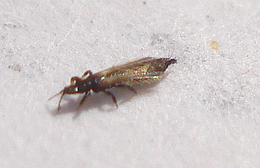 Thrips: The Tiny Rasping Insects (image credits: flickr)