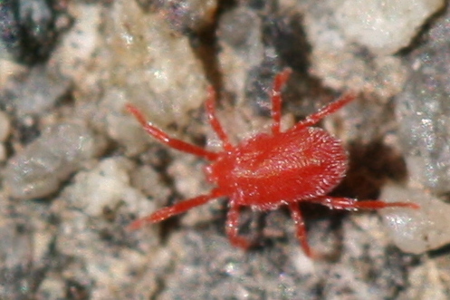 Mites: The Eight-Legged Residents (image credits: wikimedia)