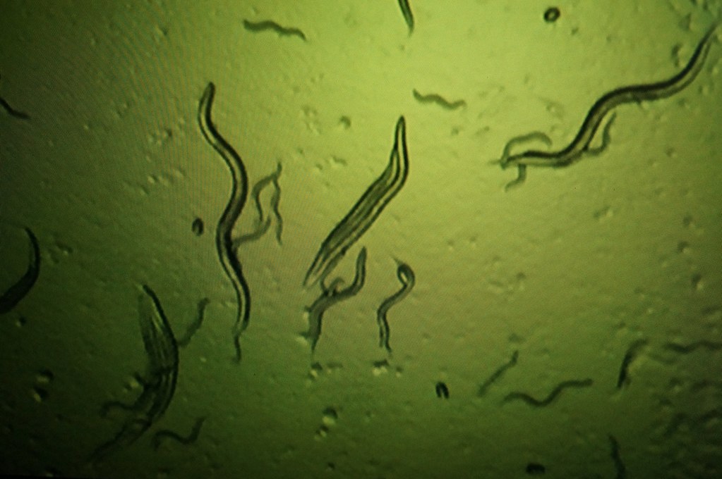 The Ecological Importance of These Tiny Residents (image credits: flickr)
