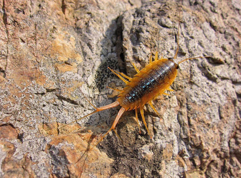 The Science Behind Insect Navigation (image credits: flickr)