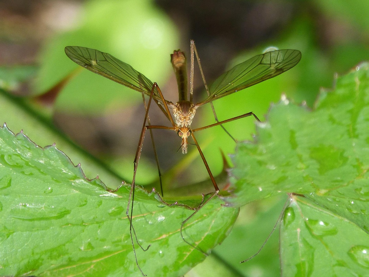 The Role of Moisture in Attracting Insects (image credits: pixabay)