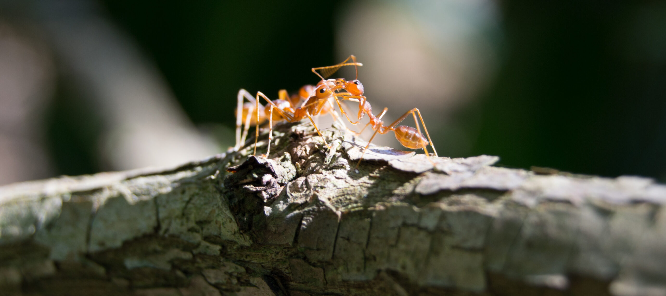 How Insects Communicate Entry Point Locations (image credits: By Ashwin Geet Dsa, CC BY-SA 4.0, https://commons.wikimedia.org/w/index.php?curid=106129499)