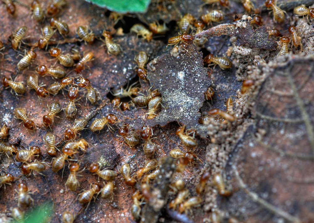 The Great Masquerade: Why Termites Are Often Mistaken for Ants (image credits: flickr)