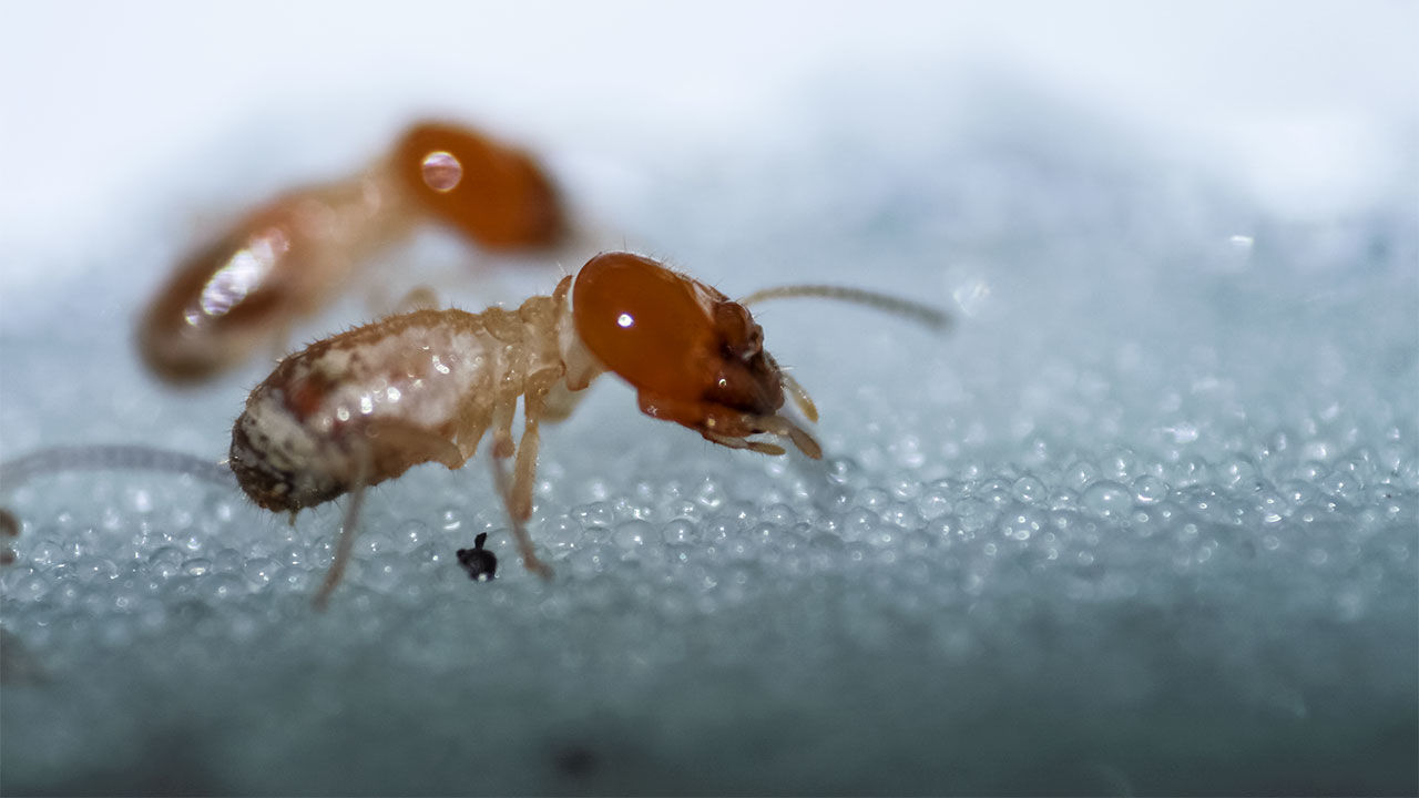 Body Structure: The Tell-Tale Physical Differences (image credits: By Nikhil More, CC BY-SA 4.0, https://commons.wikimedia.org/w/index.php?curid=121589131)