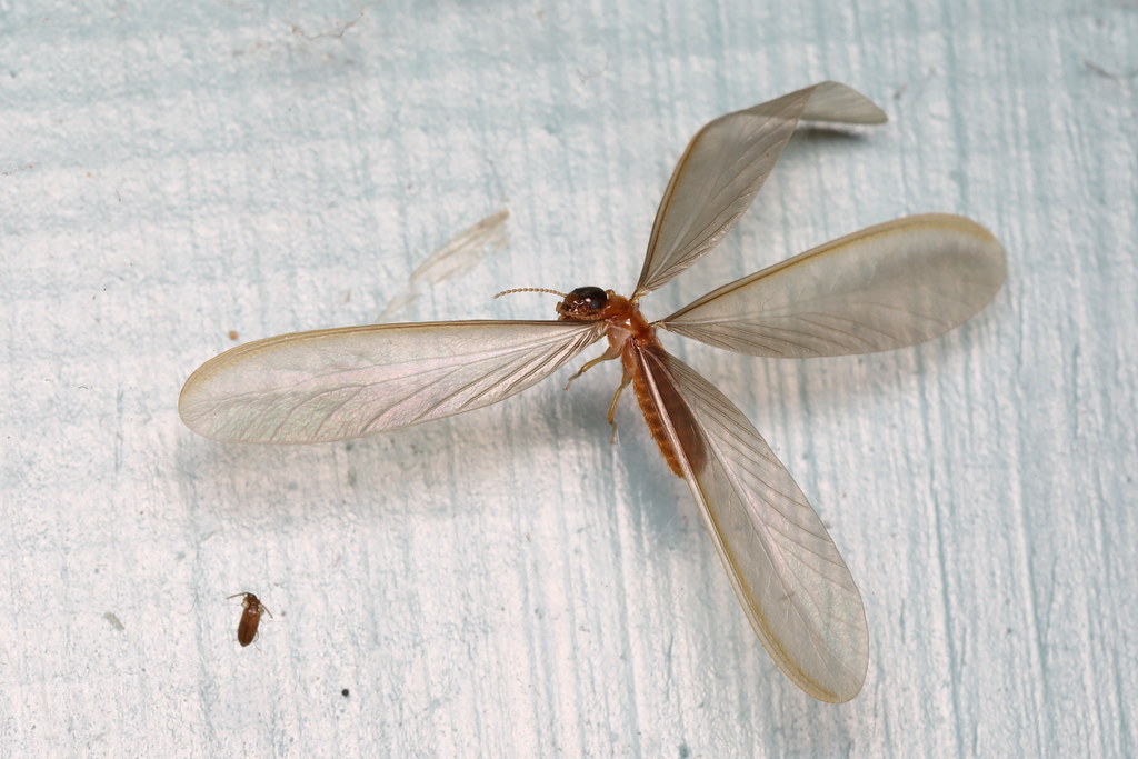 Wing Characteristics: When Flying Insects Tell Their Story (image credits: flickr)