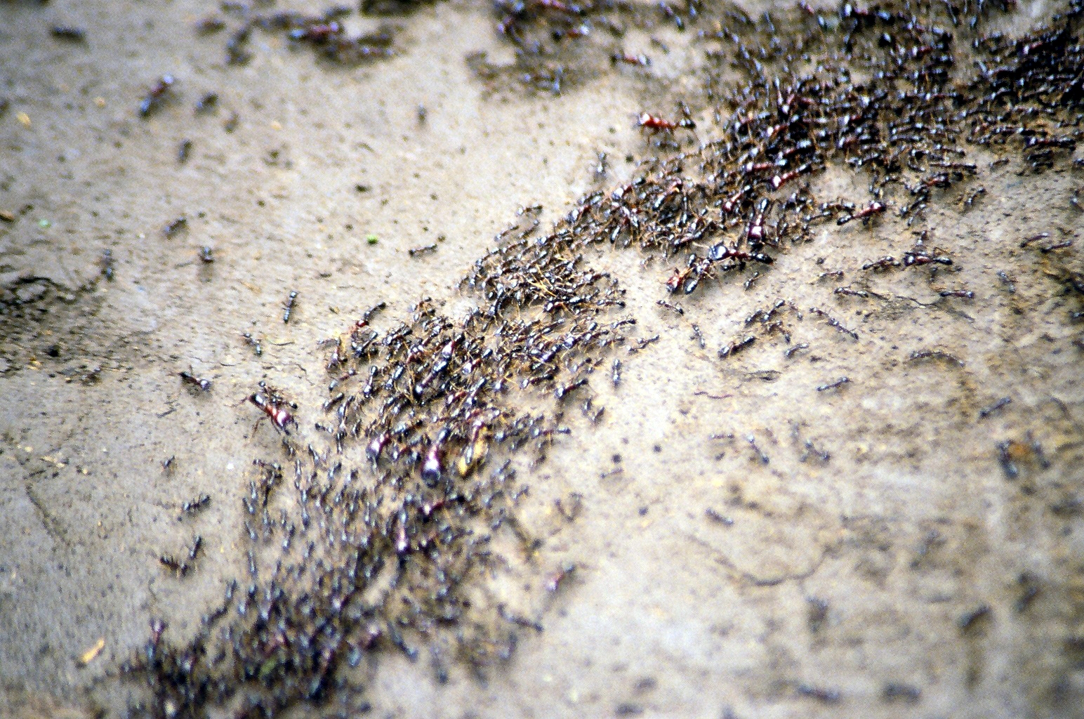 Behavioral Patterns: How They Move and Interact (image credits: wikimedia)