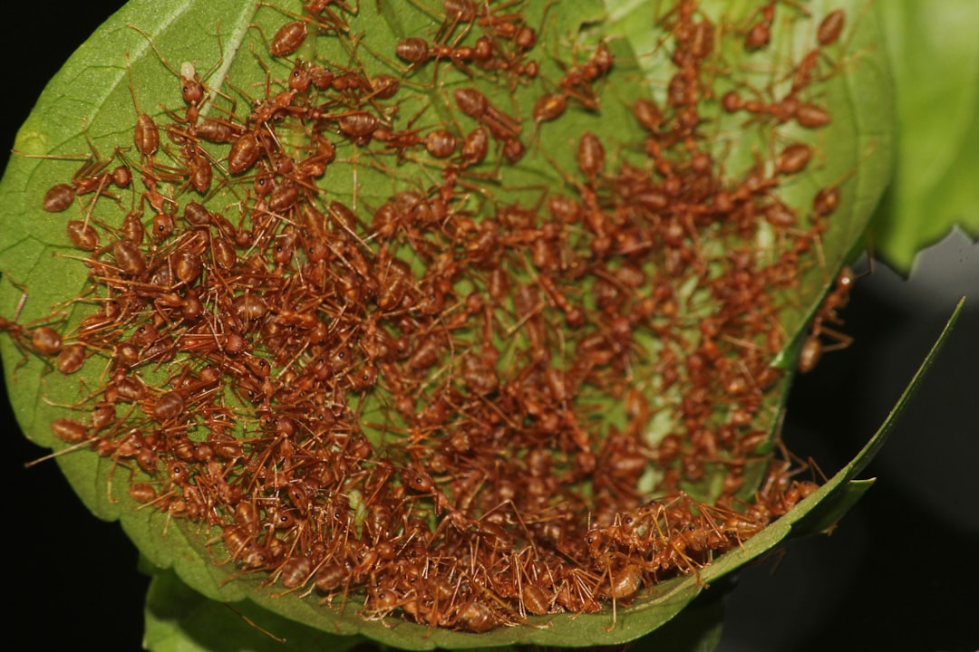 Colony Structure: Understanding Their Social Organization (image credits: unsplash)