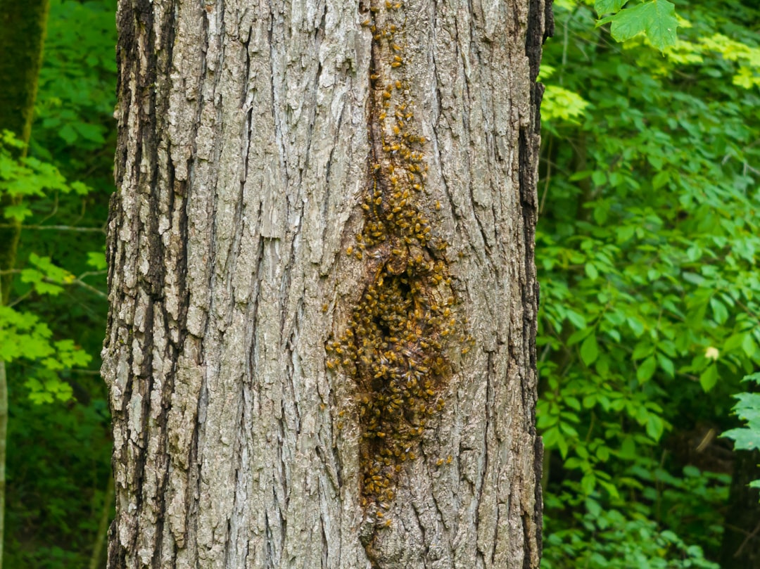 Signs of Infestation: Red Flags to Watch For (image credits: unsplash)