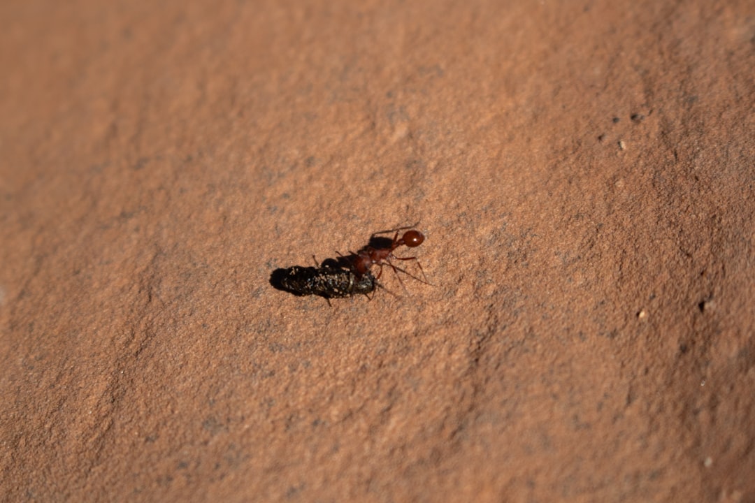 Geographic Distribution: Where Each Species Thrives (image credits: unsplash)