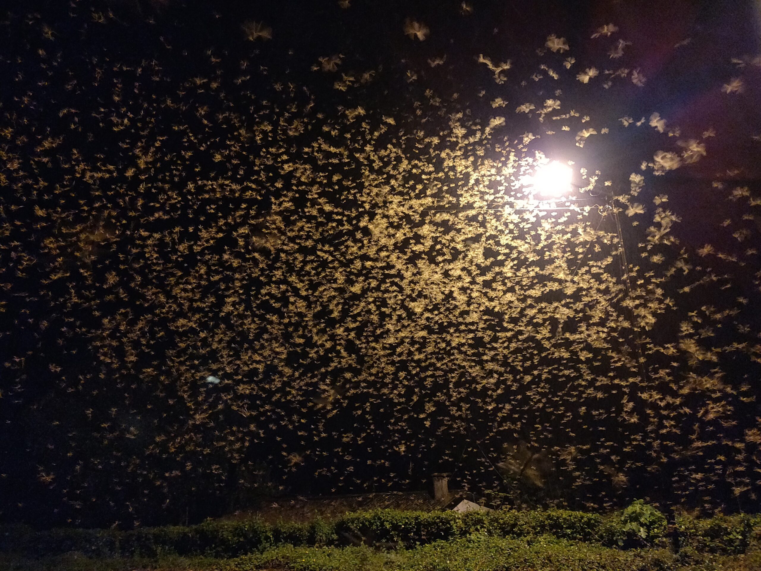 Seasonal Activity: When You're Most Likely to Spot Them (image credits: wikimedia)