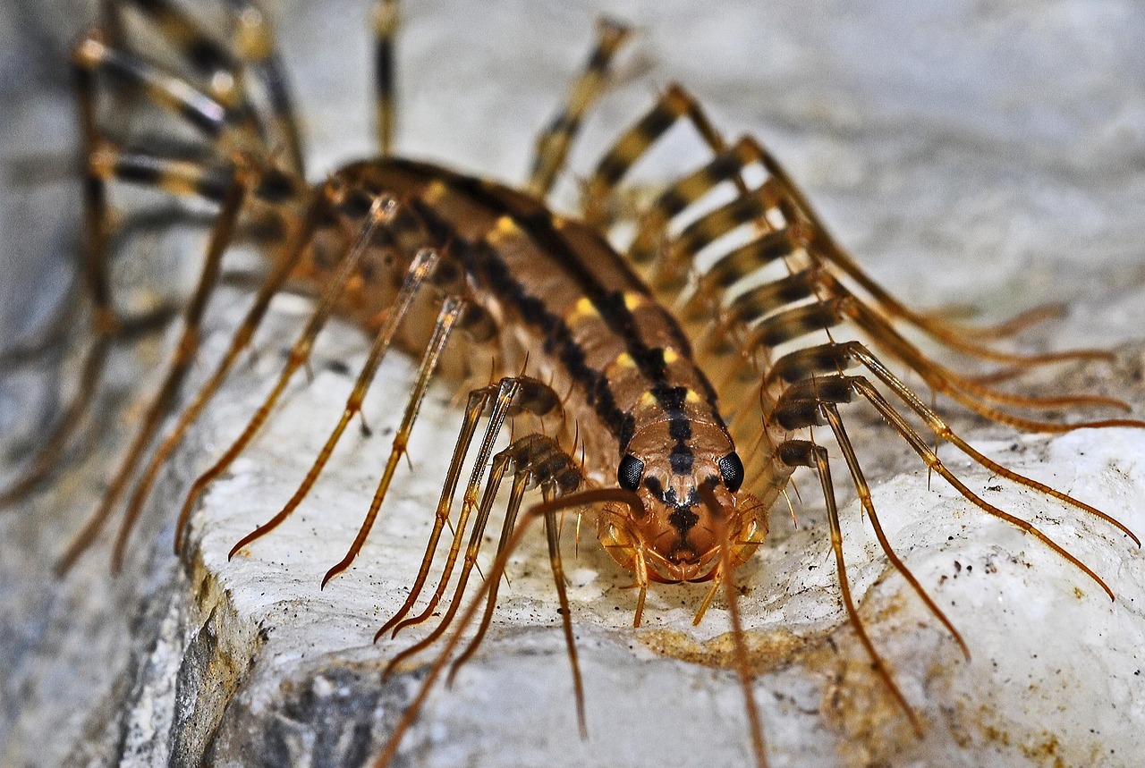 Centipedes: The Speed Demons of Pest Control (image credits: pixabay)