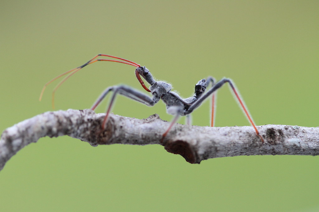 Assassin Bugs: The Stealthy Executioners (image credits: flickr)