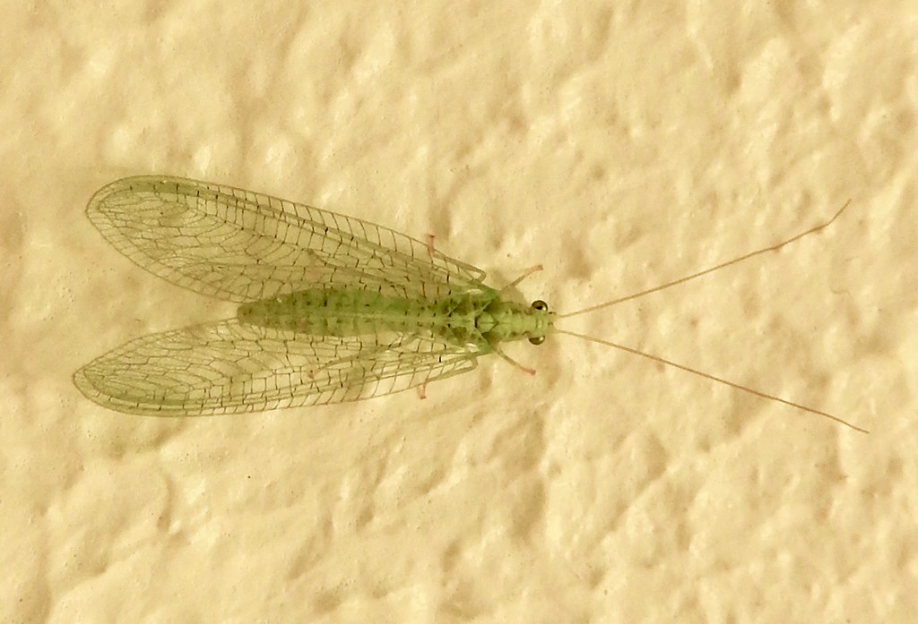 Lacewings: The Delicate Destroyers (image credits: flickr)