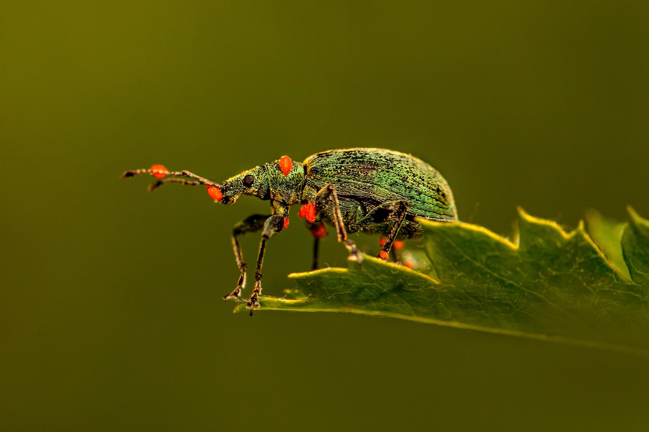 Minute Pirate Bugs: The Tiny Terrors (image credits: pixabay)