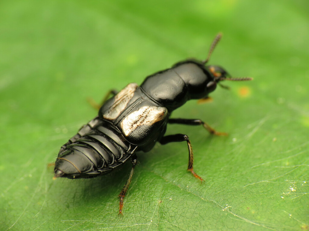 Rove Beetles: The Speedy Specialists (image credits: flickr)