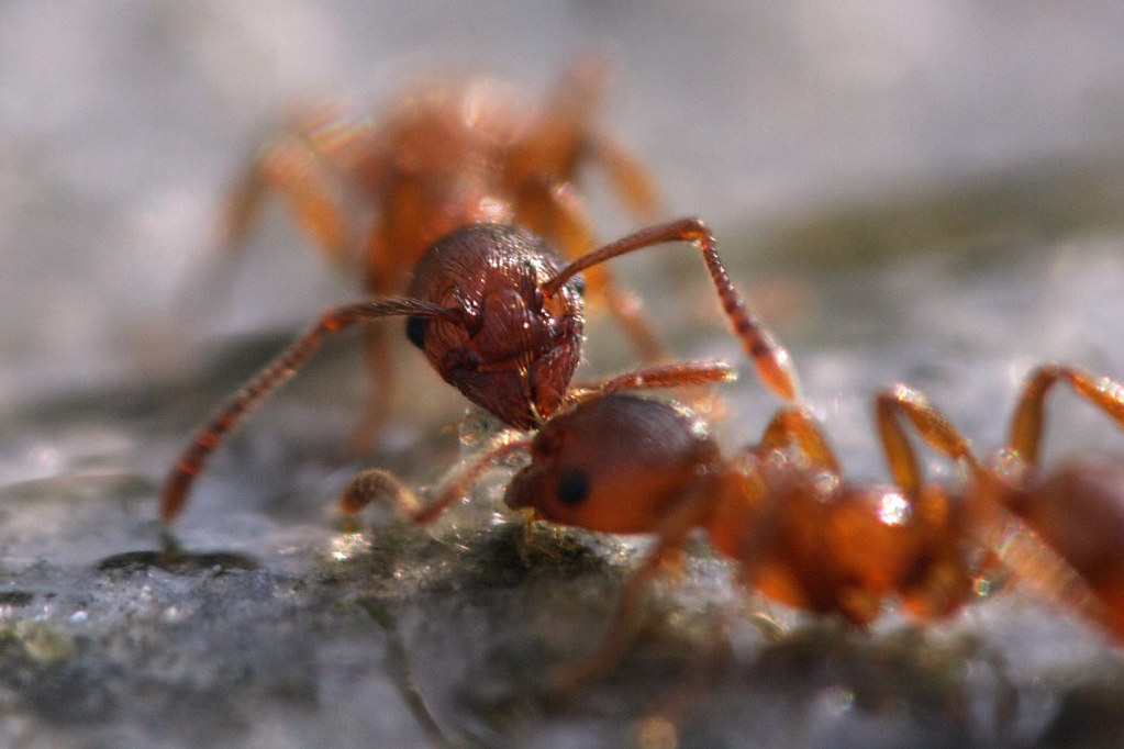 Nature's First Telegraph System (image credits: flickr)