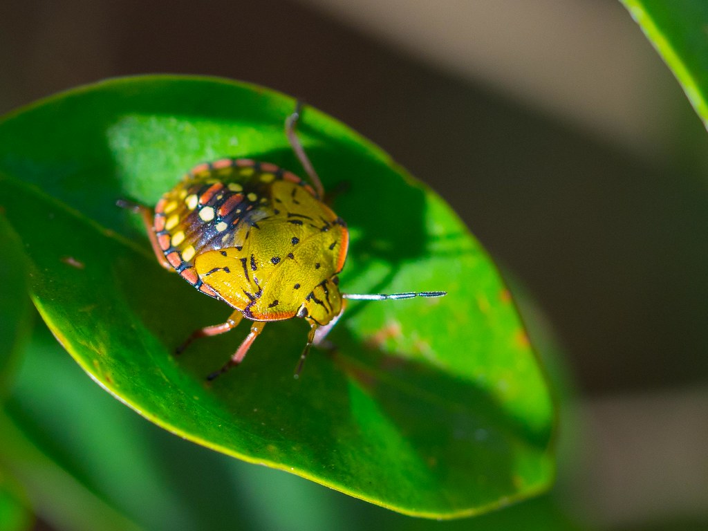 The Stink Bug's Percussive Language (image credits: flickr)