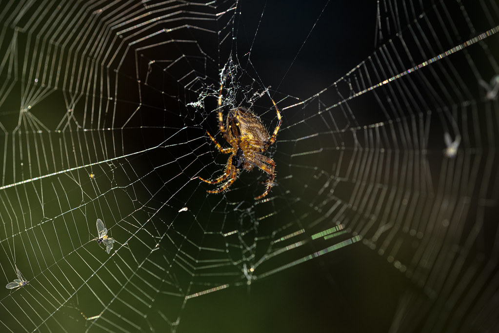 Spider Webs as Vibrational Highways (image credits: flickr)