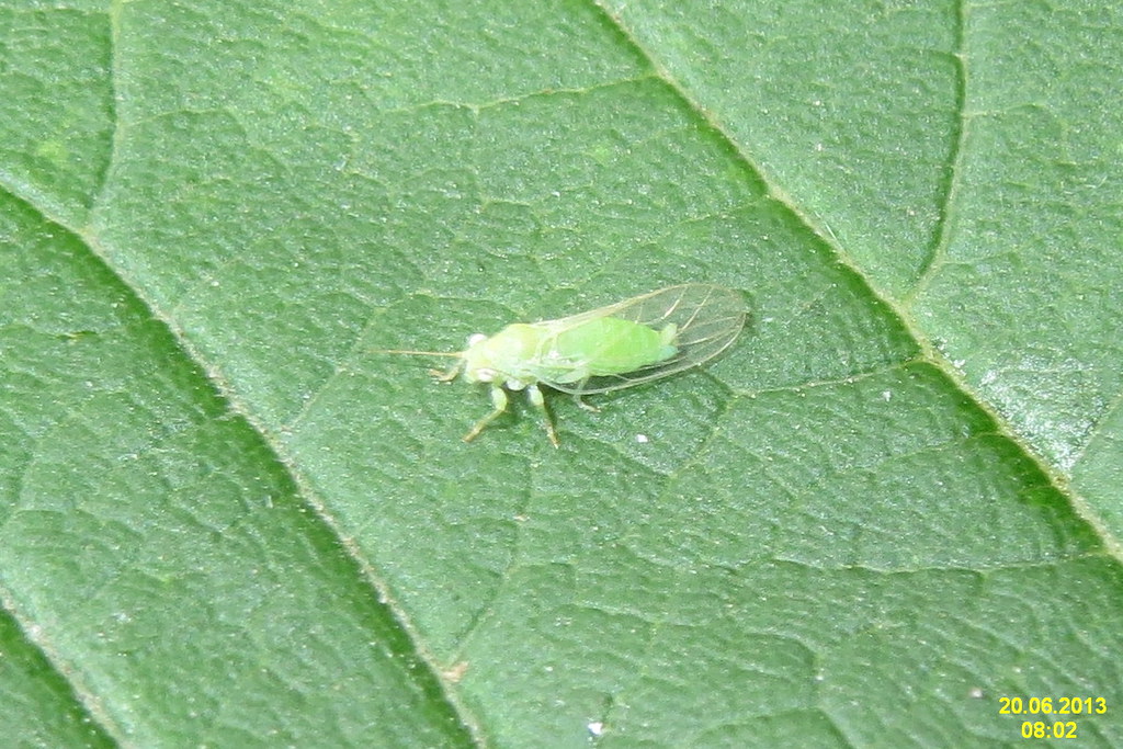 Leafhopper Love Songs Through Stems (image credits: flickr)