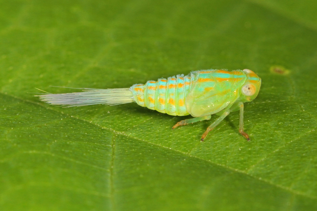 Planthopper Engineering Marvels (image credits: flickr)