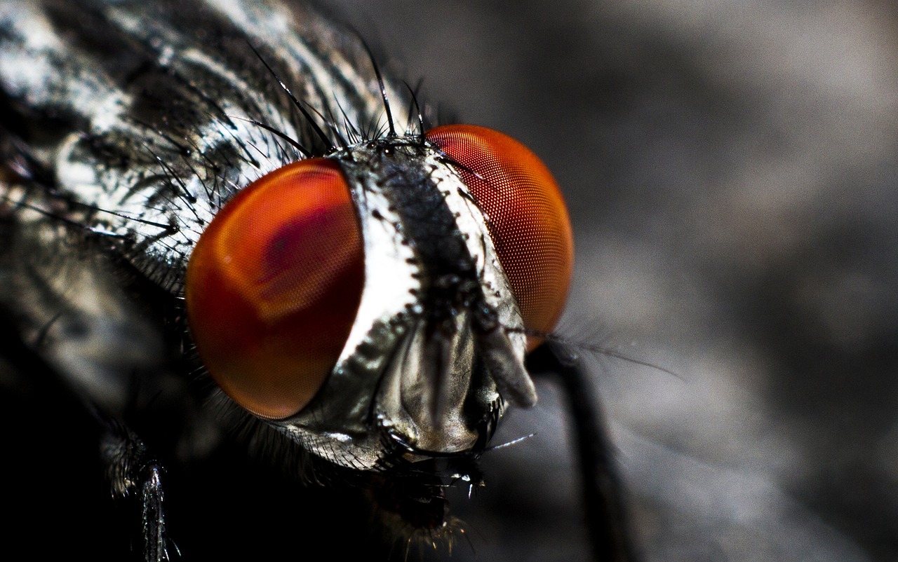 Why Do Bugs Always Seem to Know When You're Watching Them? (image credits: pixabay)