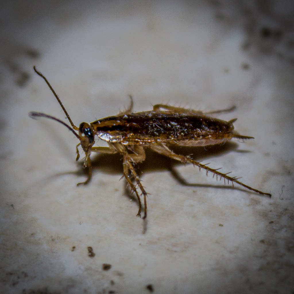 Can Bugs Really Lay Eggs Inside Your Ears? (image credits: flickr)