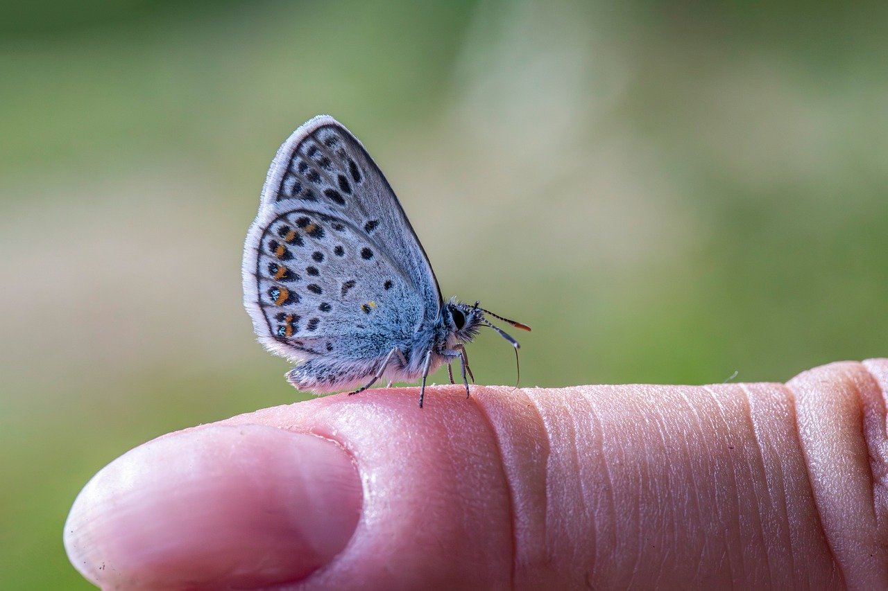 Can Bugs Actually Recognize Individual Humans? (image credits: pixabay)
