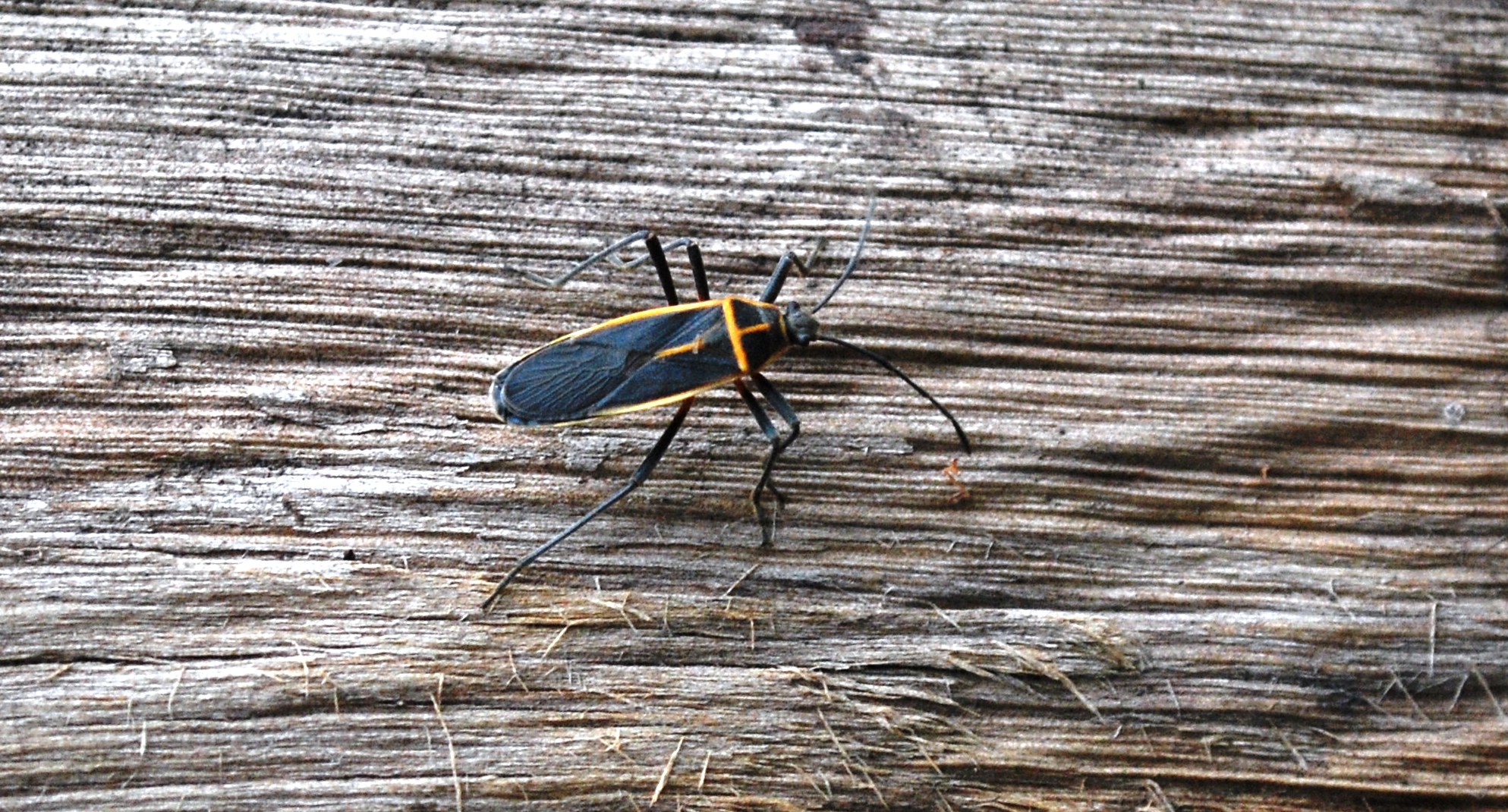 Why Do Dead Bugs Always End Up on Their Backs? (image credits: wikimedia)