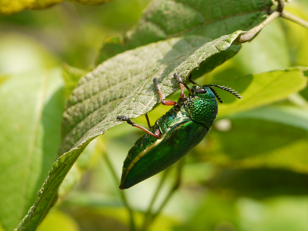 Meet the Most Destructive Floor-Boring Species (image credits: flickr)