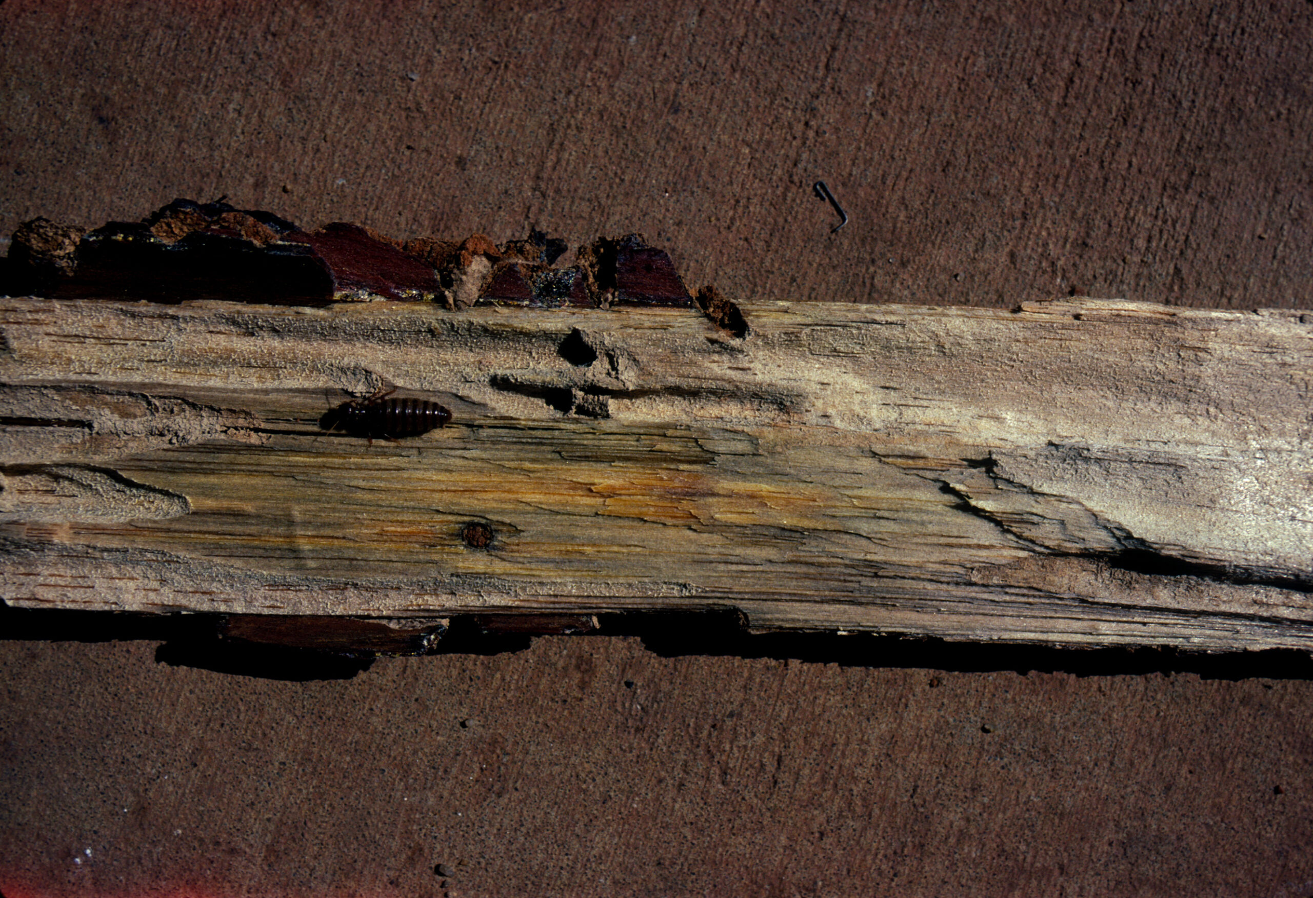 Species-Specific Damage Patterns (image credits: wikimedia)
