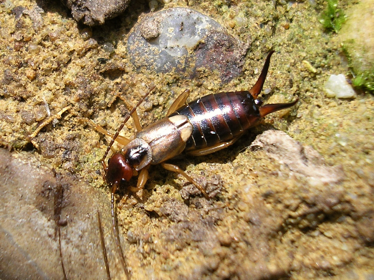 The Earwig's Extraordinary Journey (image credits: wikimedia)