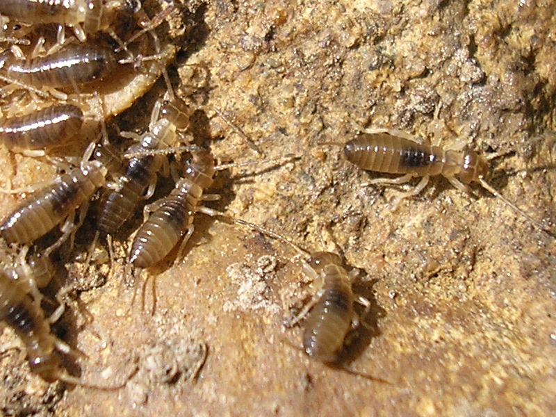 From Eggs to Tiny Passengers (image credits: wikimedia)