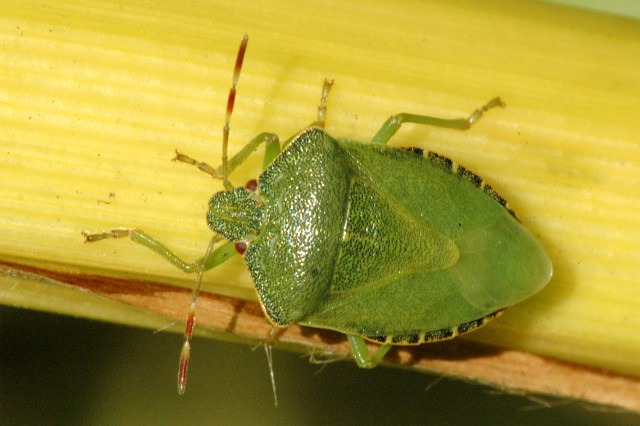 Shield Bugs: The Armored School Bus (image credits: James Lindsey's Ecology of Commanster Site, CC BY-SA 3.0, https://commons.wikimedia.org/w/index.php?curid=1704226)