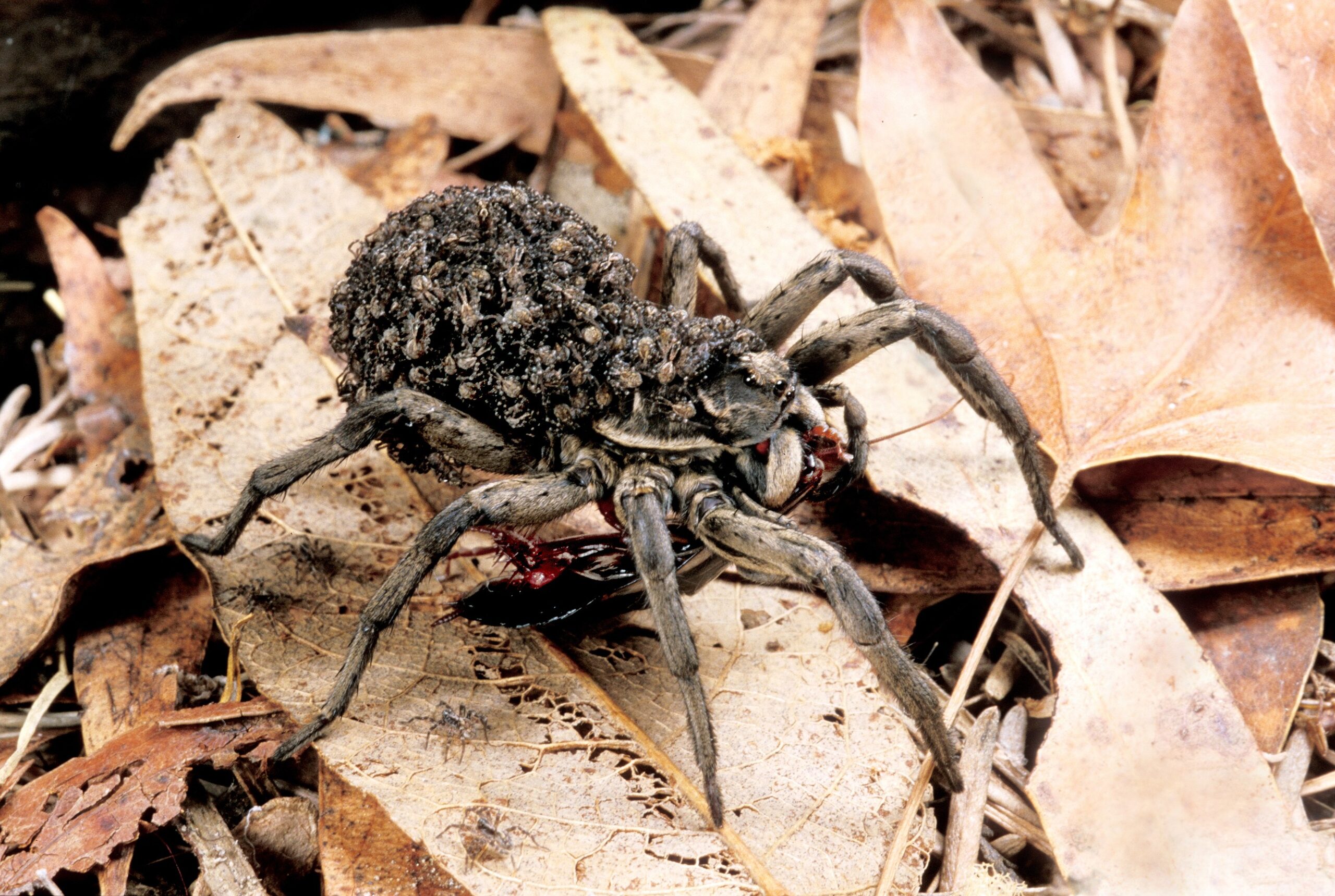 Wolf Spiders: The Eight-Legged Nursery (image credits: wikimedia)