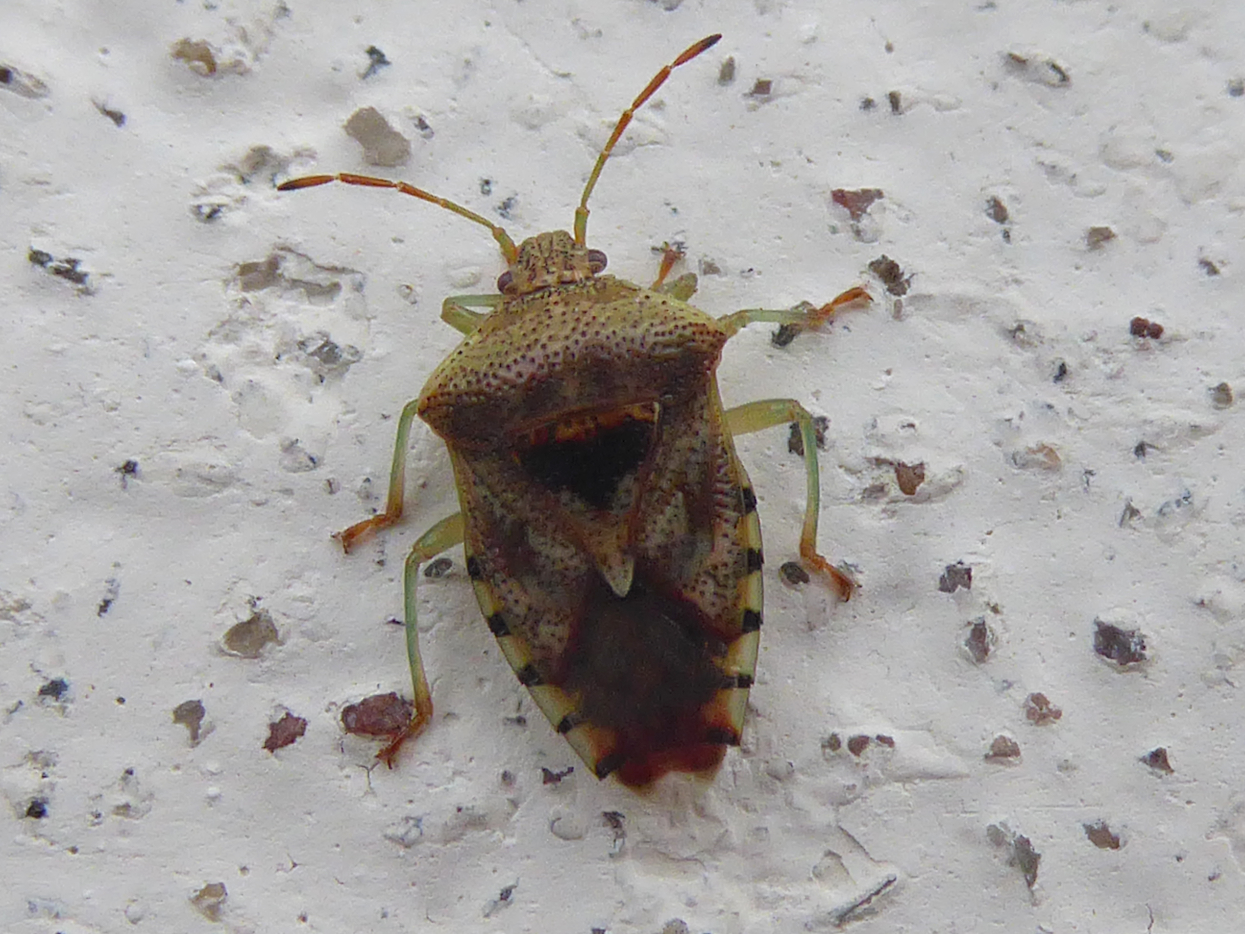The Evolutionary Advantage of Being a Bus (image credits: wikimedia)
