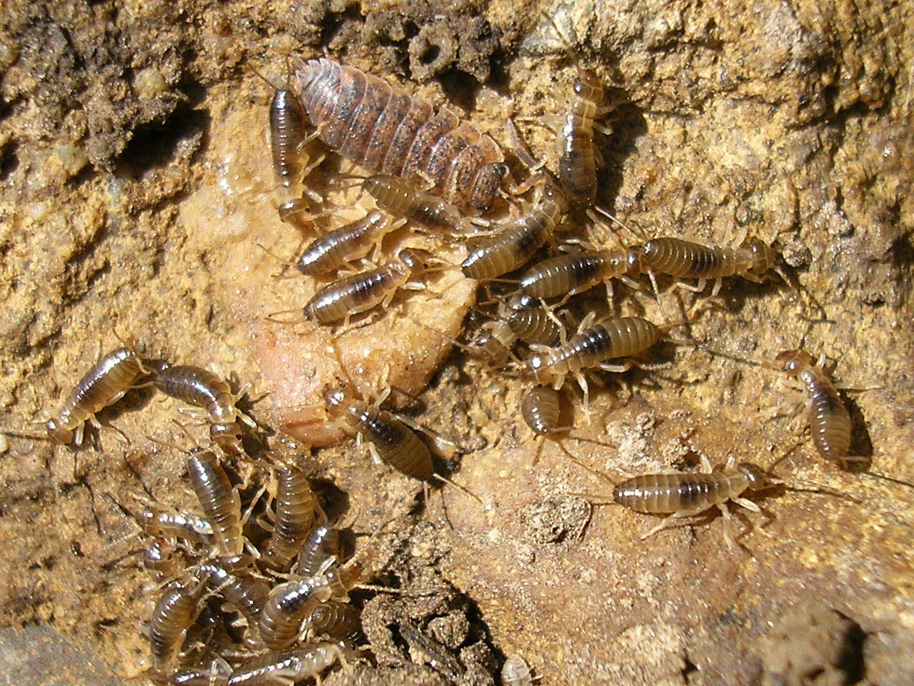 The Physical Toll of Motherhood (image credits: By Pudding4brains, Public domain, https://commons.wikimedia.org/w/index.php?curid=8703999)