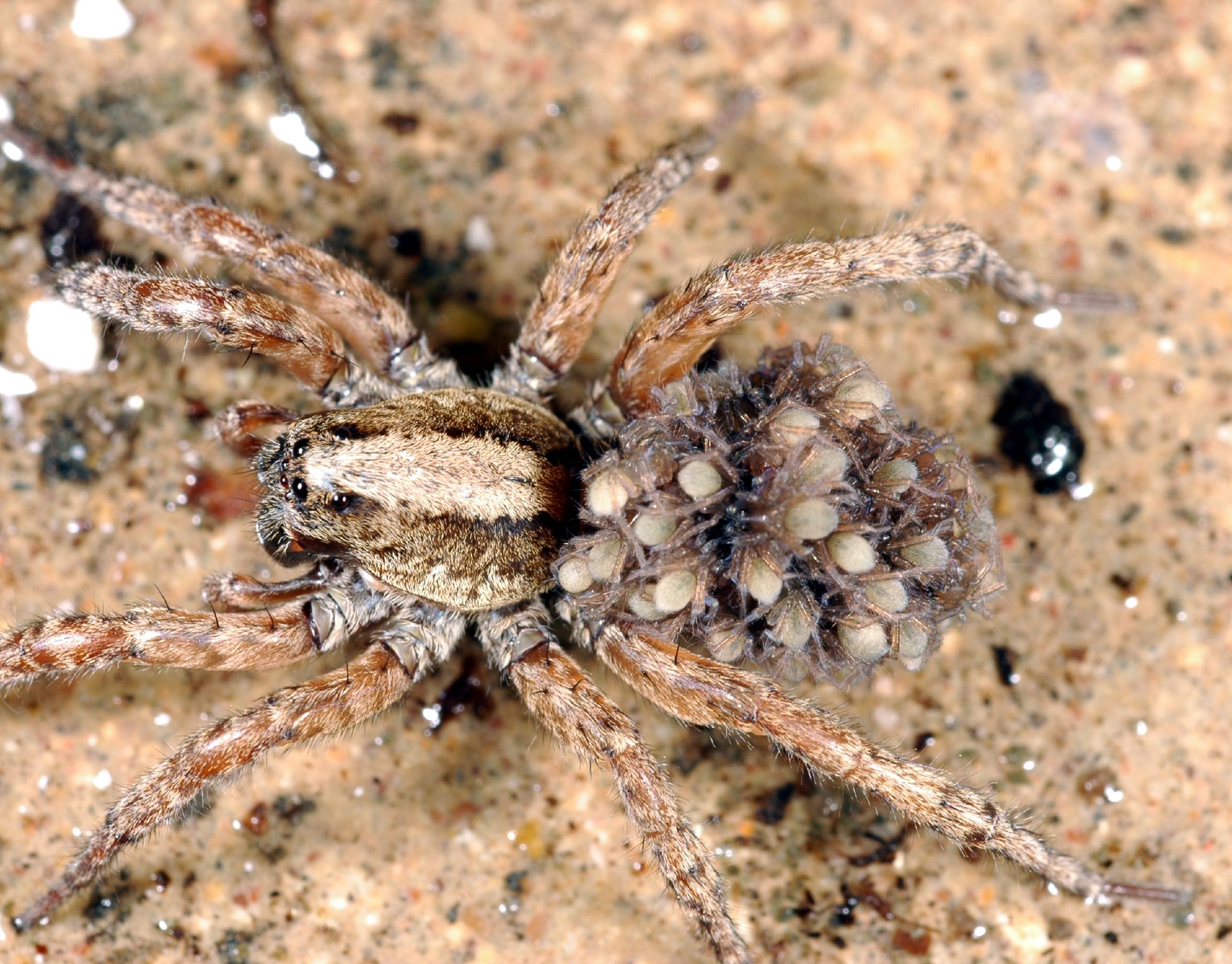 Predator Avoidance Strategies (image credits: Wolf Spider with Family, CC BY 2.0, https://commons.wikimedia.org/w/index.php?curid=2211439)