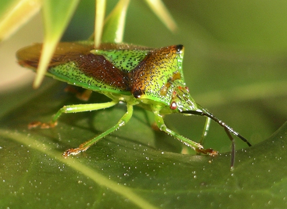 Conservation Implications and Human Impact (image credits: Digital photo, Anglesey Wales, Public domain, https://commons.wikimedia.org/w/index.php?curid=723415)