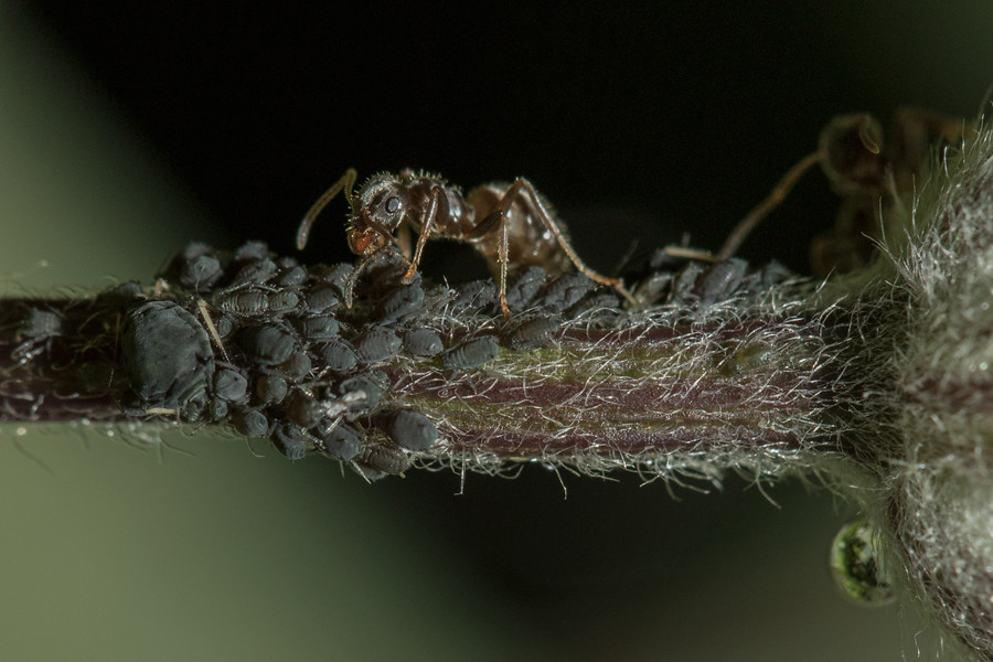 Aphid Domestication and Selective Breeding (image credits: flickr)