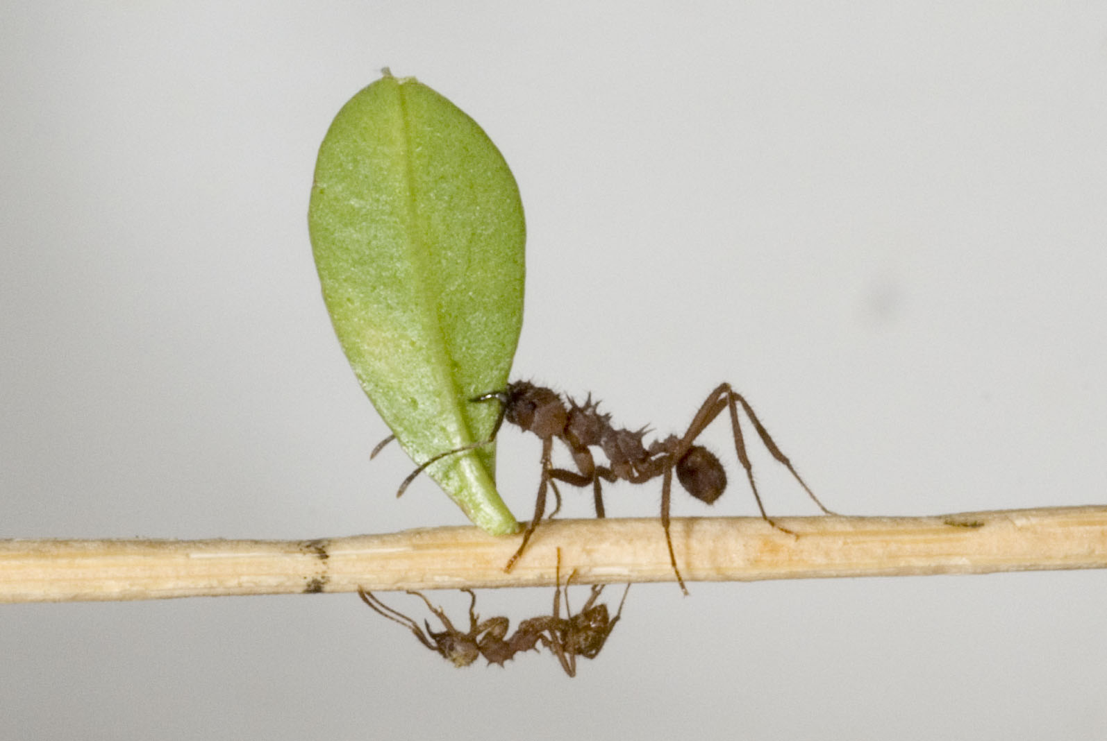 Pest Management and Biological Control (image credits: wikimedia)