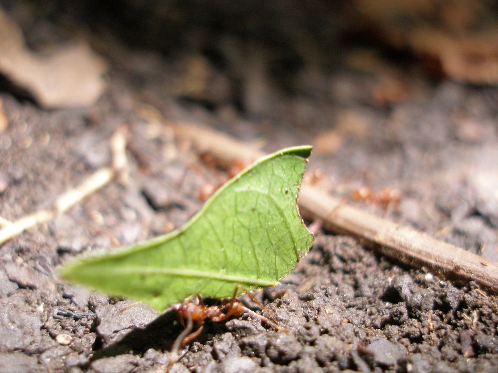 Evolutionary Success and Ecological Impact (image credits: flickr)