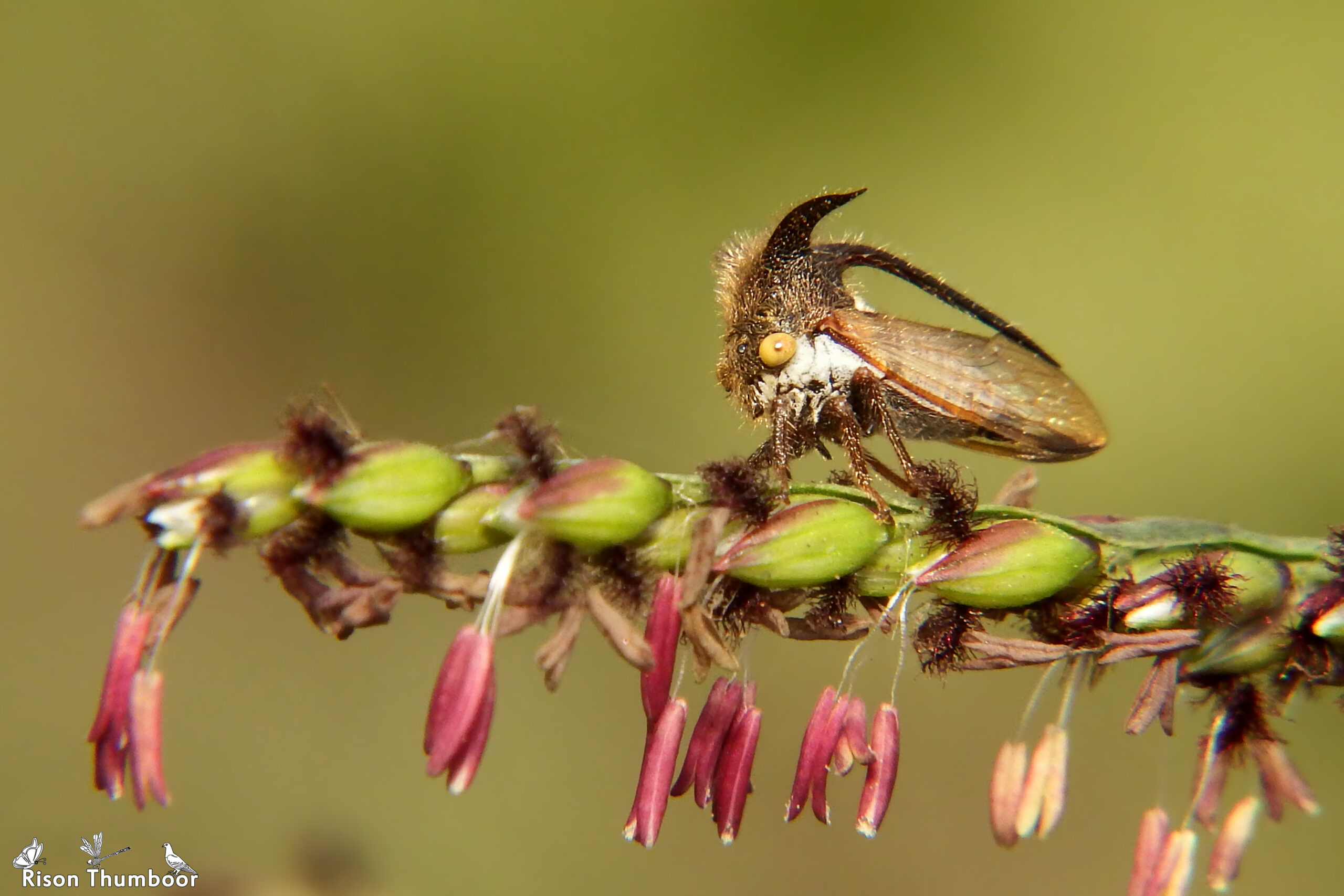 The Leafhopper's Thorn Disguise (image credits: wikimedia)
