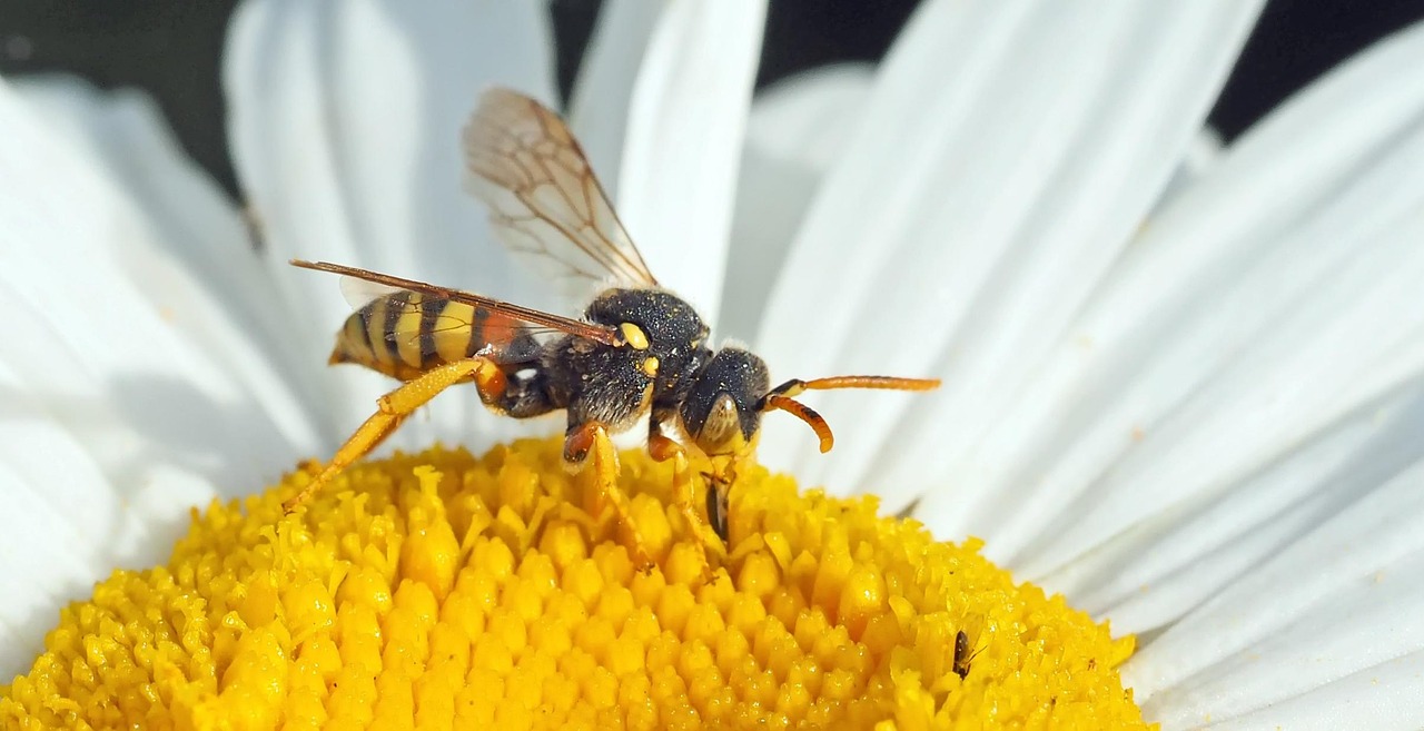 The Cuckoo Bee's Social Deception (image credits: pixabay)