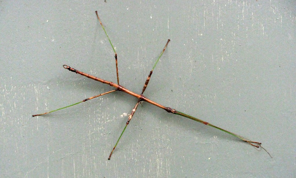 The Future of Insect Deception (image credits: flickr)